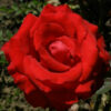 2284-rosa-kardinal[1]