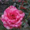 450x414_85_site218_3_20130728165025_450x414_85_site218_3_20120807132308_Pink-intuishen.jpg 450x414_85_site218_3_20130728165025_450x414_85_site218_3_20120807132308_Pink-intuishen.jpg