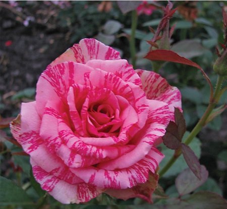 450x414_85_site218_3_20130728165025_450x414_85_site218_3_20120807132308_Pink-intuishen.jpg