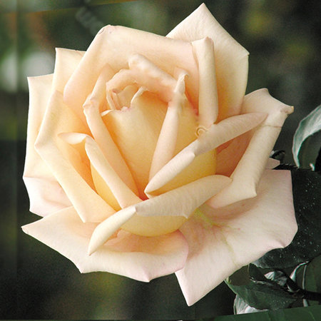 450x450_85_site218_3_20120421100229_Versiliya.jpg