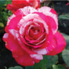450x450_85_site218_3_20120421135234_Satin.jpg