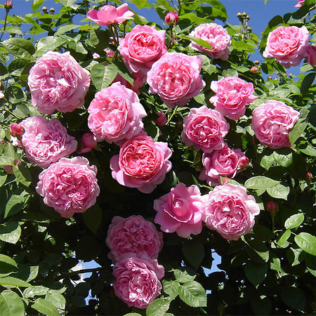 450x450_85_site218_3_20130728163128_450x450_85_site218_3_20120404183411_Mehri-roz1.jpg