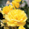 Rosa%20’Golden%20Showers’_enl[1]