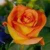 Rose%20Orange%20Milva%20web[1]