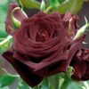 blackbaccara.jpg