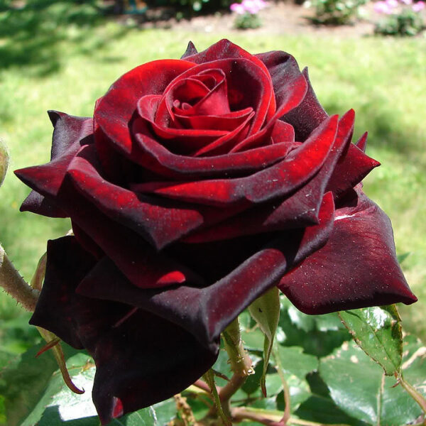 blackm