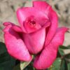 roza_blu_bos_1 roza_blu_bos_1