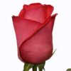 roza_rafaello[1]