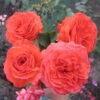 shop_items_catalog_image337[1]