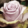 01626__Rose_Silver_Stone_50_cm_