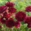 450x299_85_site218_3_20140714184818_Princ