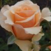 70-120-primadonna-(5)