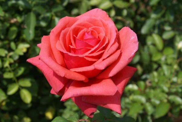SONY DSC