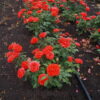 Orange_BabyflorB (2)