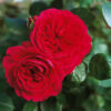 Red_Leonardo_da_Vinci1 Red_Leonardo_da_Vinci1