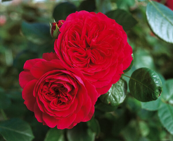 Red_Leonardo_da_Vinci1