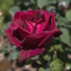 Rosa Papa Meilland