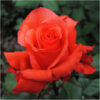 Rose-Rock-Star
