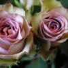 amnesia-rose