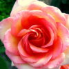 fantasia_mondiale_1