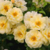 sunny-rose01 sunny-rose01