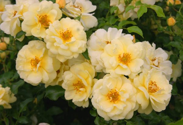 sunny-rose01