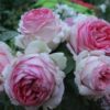 первая леди