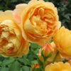 rosa_golden celebration_1