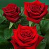 1697_roza-grande-amore
