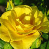 images17