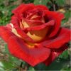 kleopatra-rose-3-458×458 kleopatra-rose-3-458×458