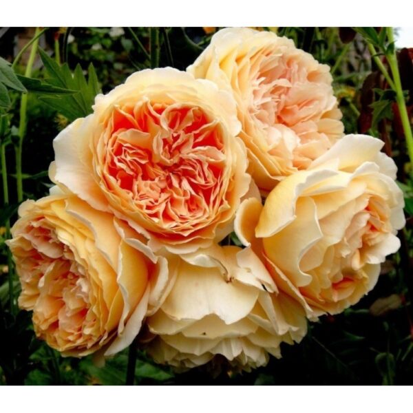 Crown_Princess_Margareta_1_2-800×800