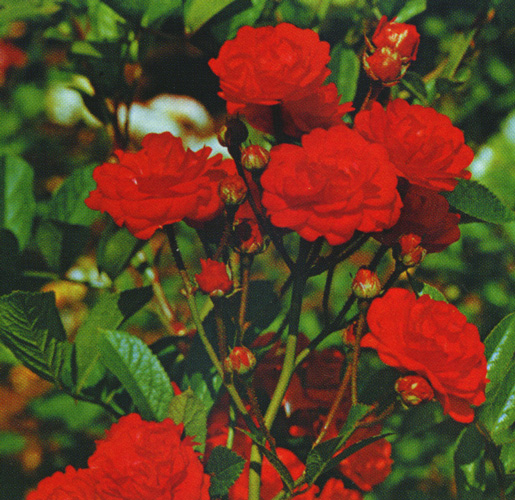 Gloria-Mundi1