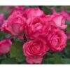 Panthere_Rose1-600×600