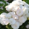 glf_Bouquet_Parfait glf_Bouquet_Parfait