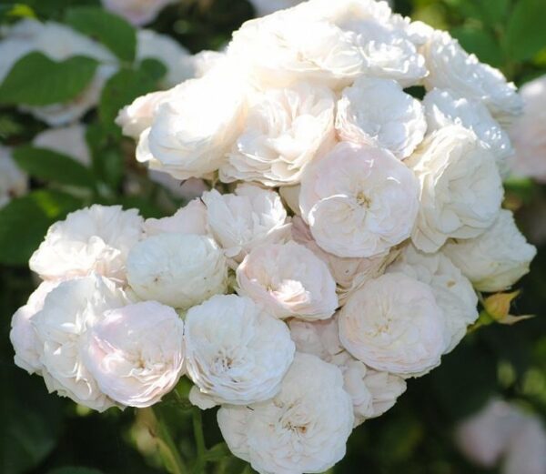 glf_Bouquet_Parfait