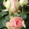 roze_biedermeier garden_r roze_biedermeier garden_r