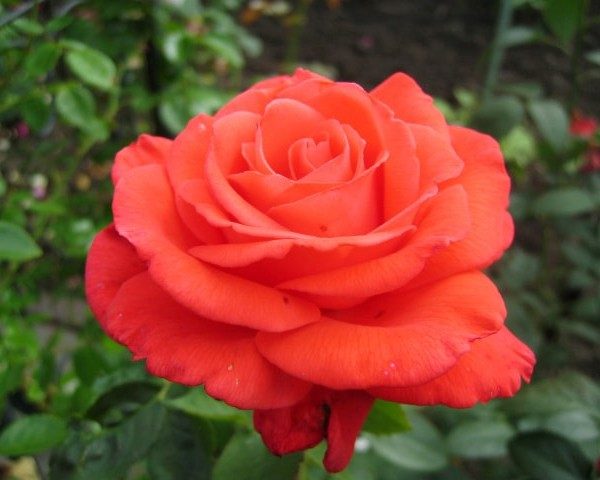 rose-superstar-min-min-600×480