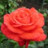 rose-superstar-min-min-600×480 rose-superstar-min-min-600×480