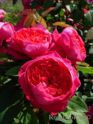 бритен