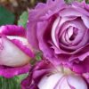 825_huddersfield_choral_society_3_708