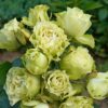 rosa-luviana-599×599 rosa-luviana-599×599