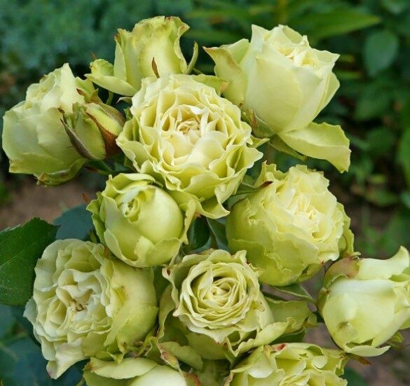 rosa-luviana-599×599