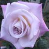 a4fcd4957a1c14cef1fc215fc8c89d4b a4fcd4957a1c14cef1fc215fc8c89d4b