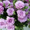 блу пти блу пти